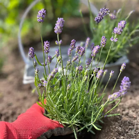 Lawendowa Przystan - Dom Nad Rzeka - Brenna, 10 Osob, Sauna, Balia Z Jacuzzi, Ogrod, Plac Zabaw * 브렌나