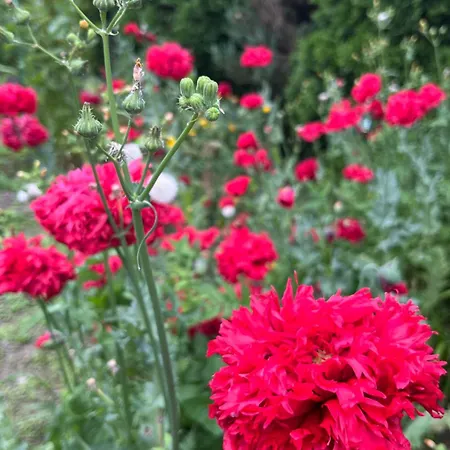 펜션 Lawendowa Przystan - Dom Nad Rzeka - Brenna, 10 Osob, Sauna, Balia Z Jacuzzi, Ogrod, Plac Zabaw *