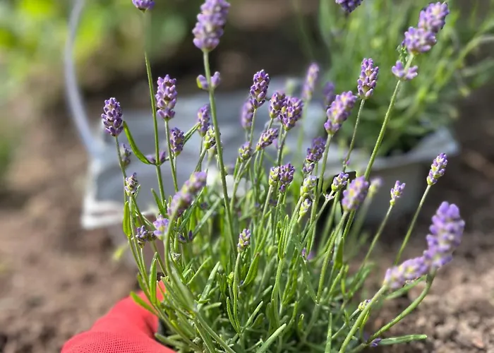 Lawendowa Przystan - Dom Nad Rzeka - Brenna, 10 Osob, Sauna, Balia Z Jacuzzi, Ogrod, Plac Zabaw * Brenna