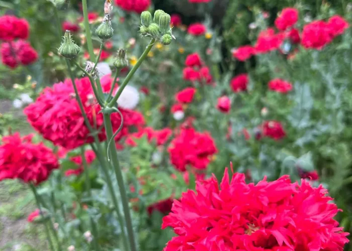 בית נופש Lawendowa Przystan - Dom Nad Rzeka - Brenna, 10 Osob, Sauna, Balia Z Jacuzzi, Ogrod, Plac Zabaw *